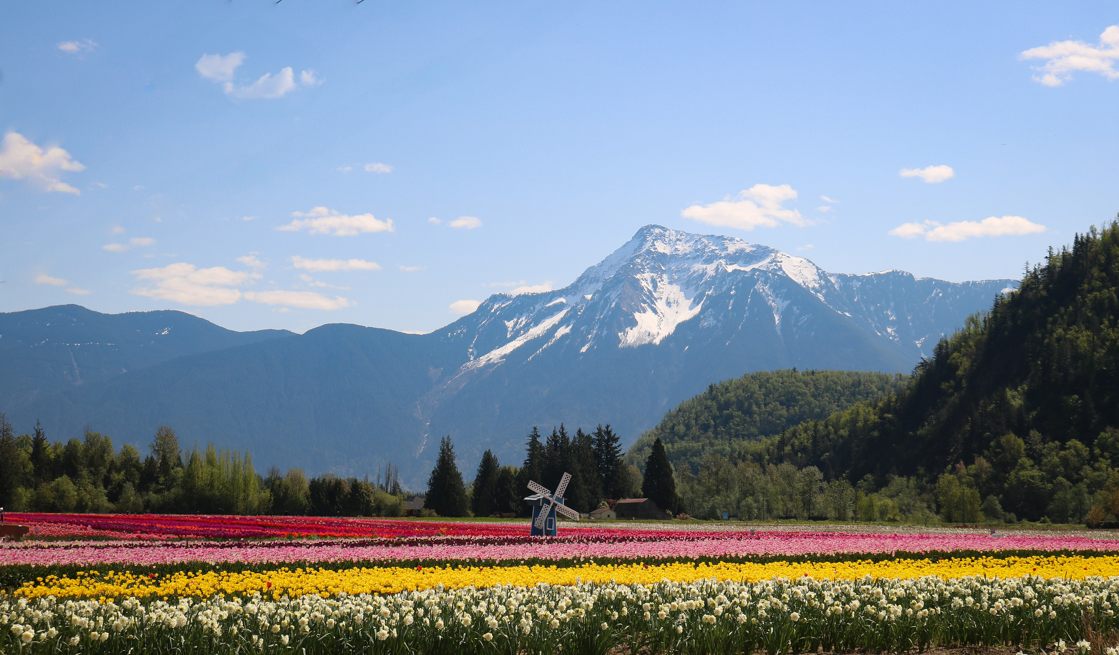 Photo of tulip fields